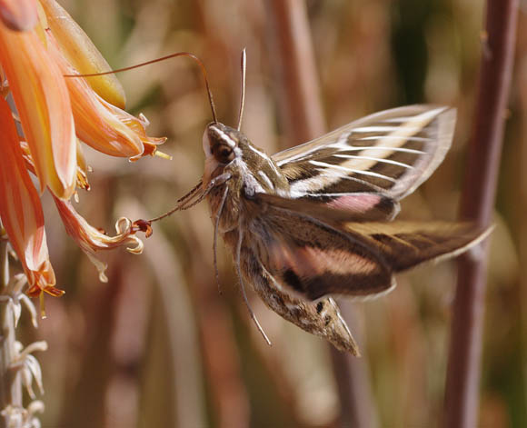  Hyles lineata